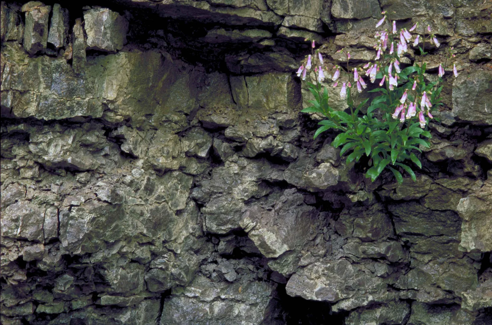 Hairy Beardtongue (Penstemon hirsutus)