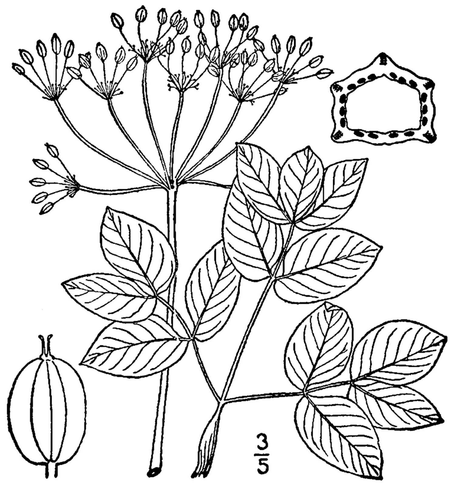 Yellow Pimpernel (Taenidia integerrima)