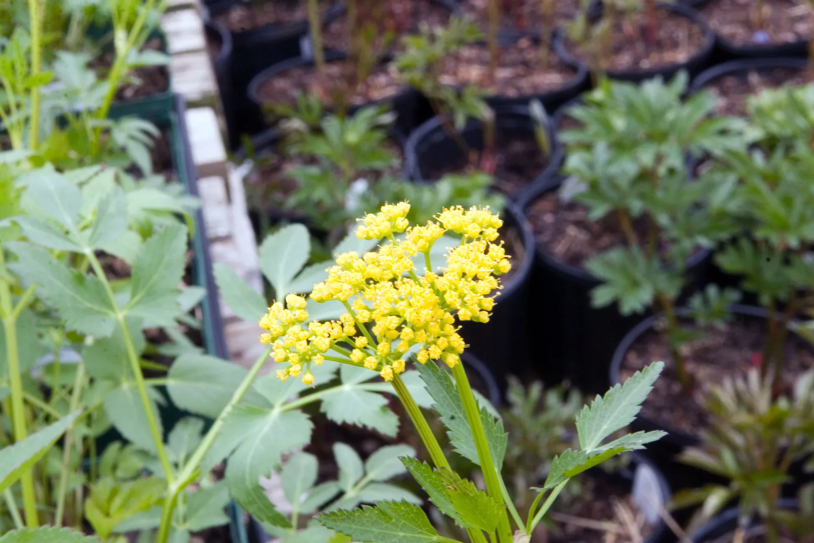 Golden Alexander (Zizia aurea)