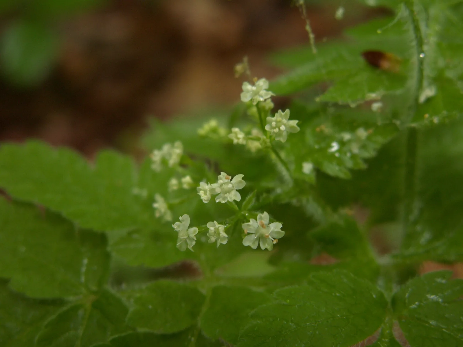 Sweet Cicely (Osmorhiza claytonii)