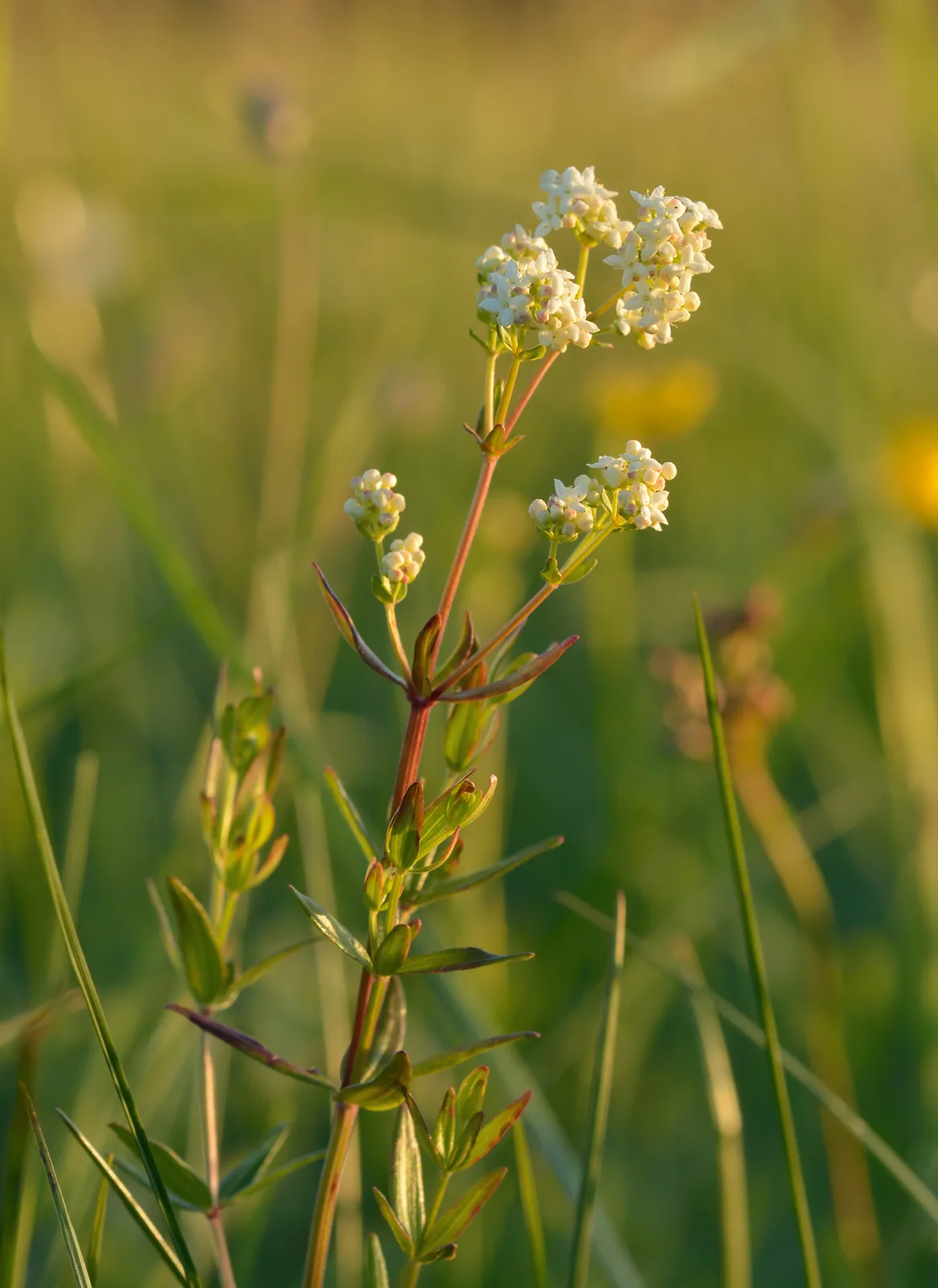 Northern Bedstraw (Galium boreale)
