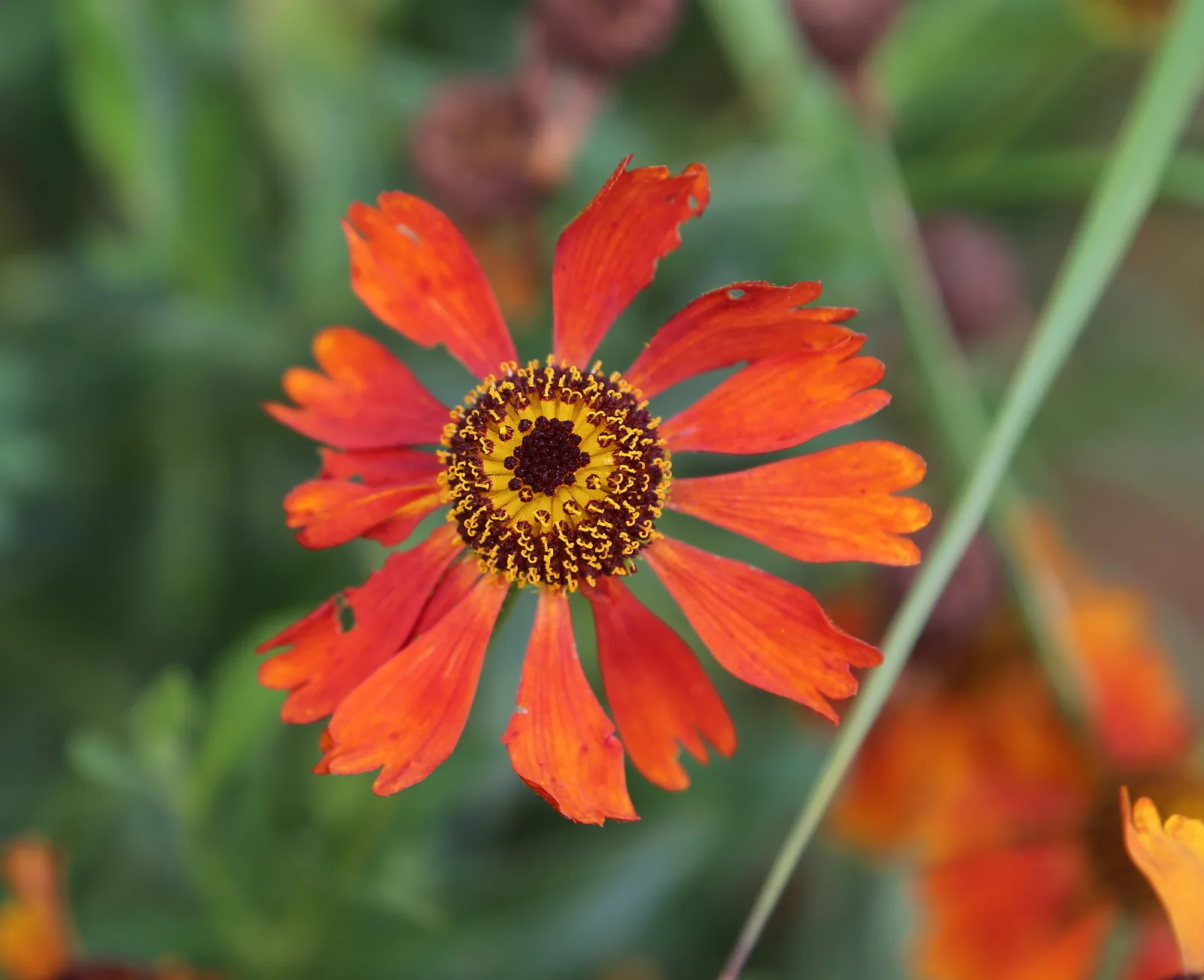 Sneezeweed (Helenium autumnale)