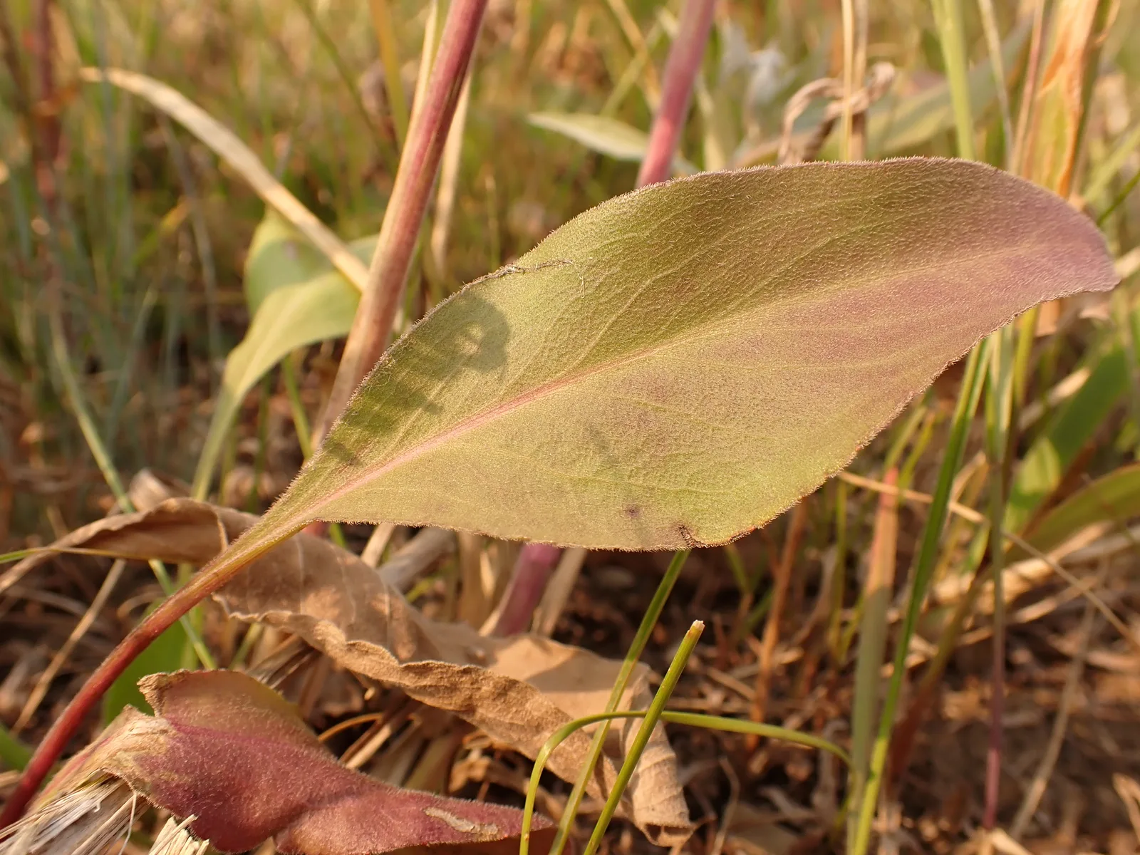 Stiff Goldenrod (Solidago rigida)