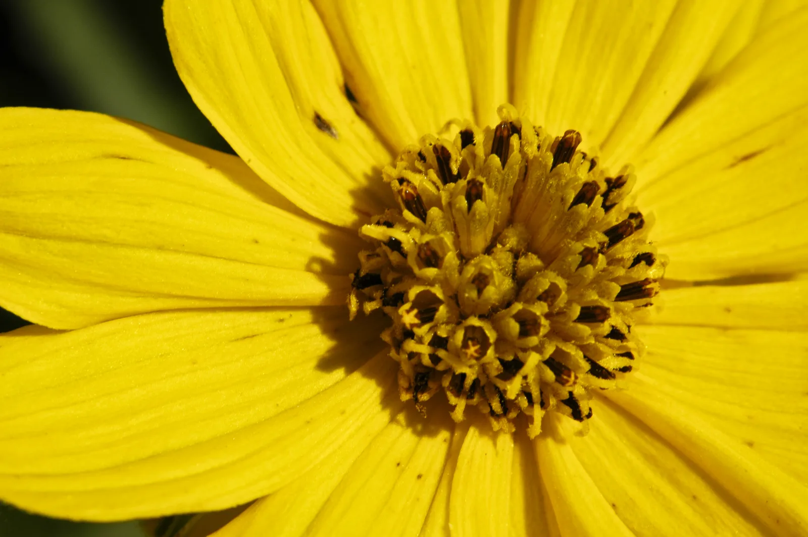Prairie Coreopsis