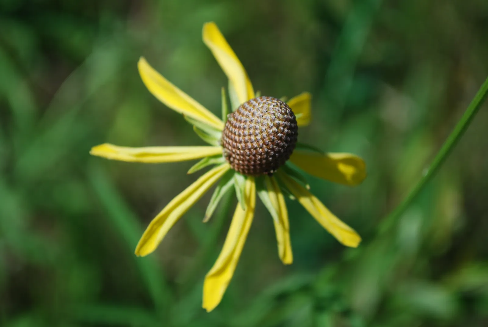 Gray-Headed Coneflower (Ratibida pinnata)
