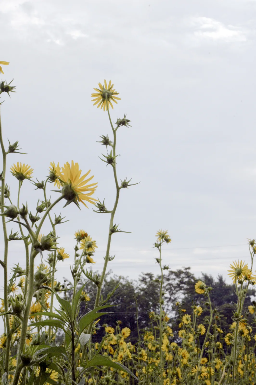 Compass Plant (Silphium laciniatum)