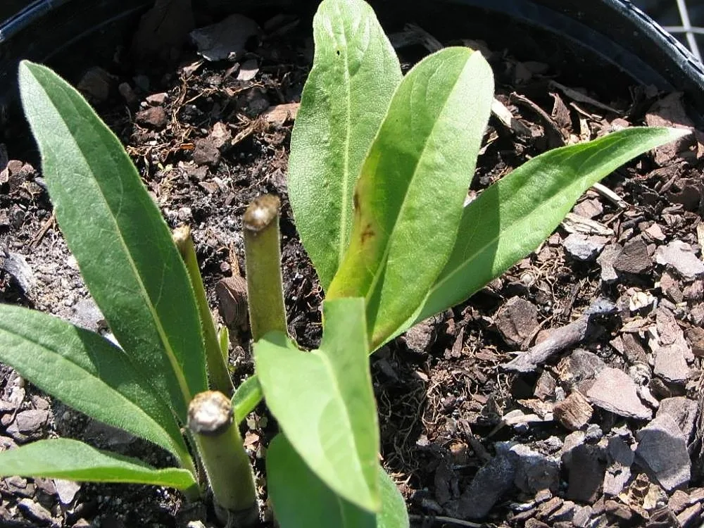 Rosinweed