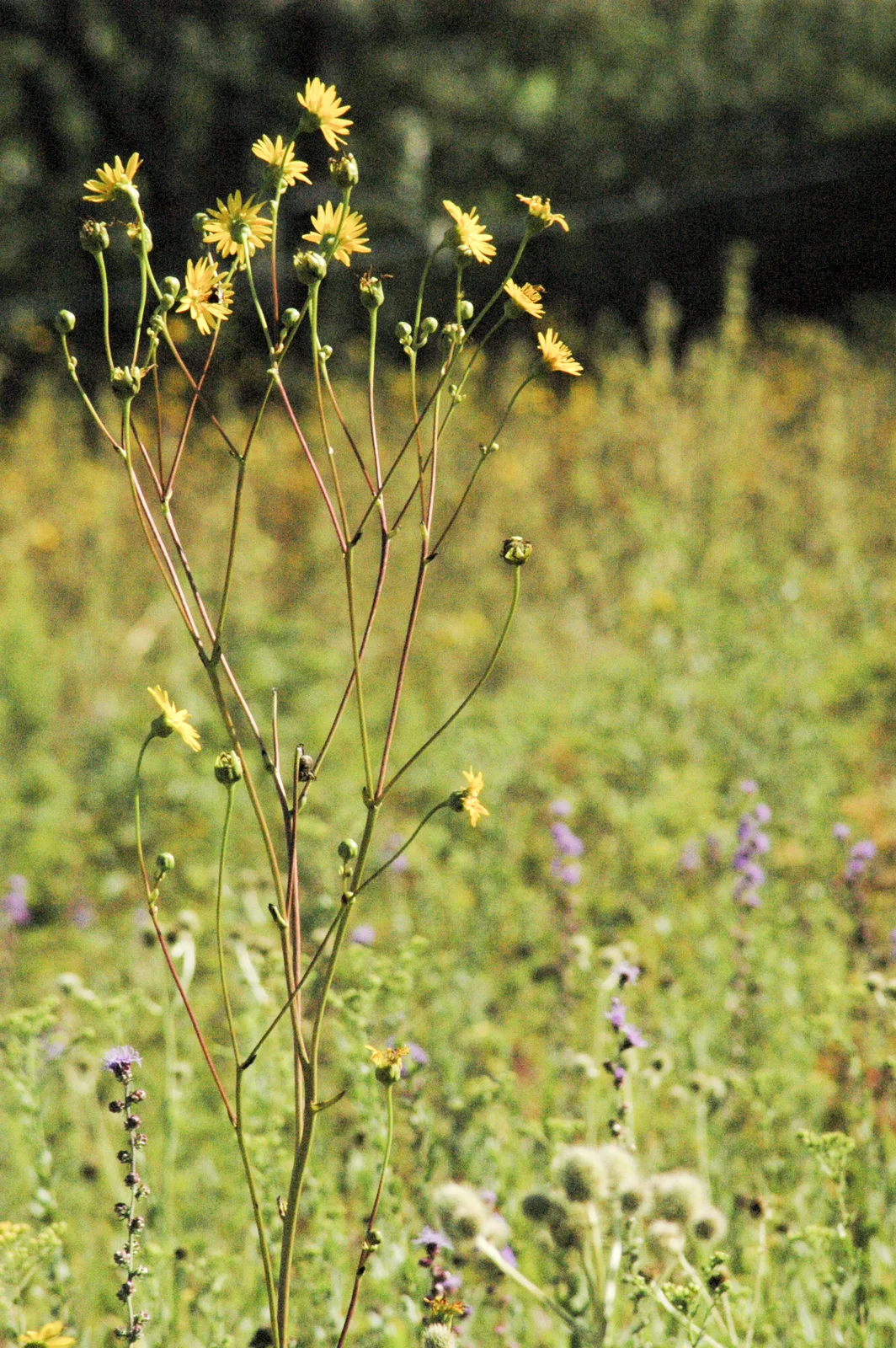 Prairie Dock (Silphium terebinthinaceum)