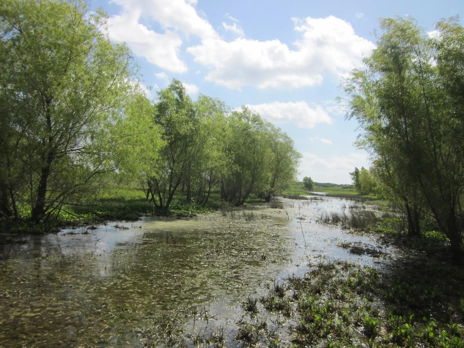 Black Willow (Salix nigra)