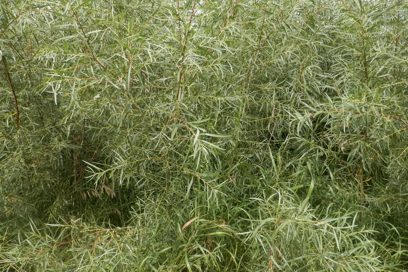 Sandbar Willow (Salix interior)