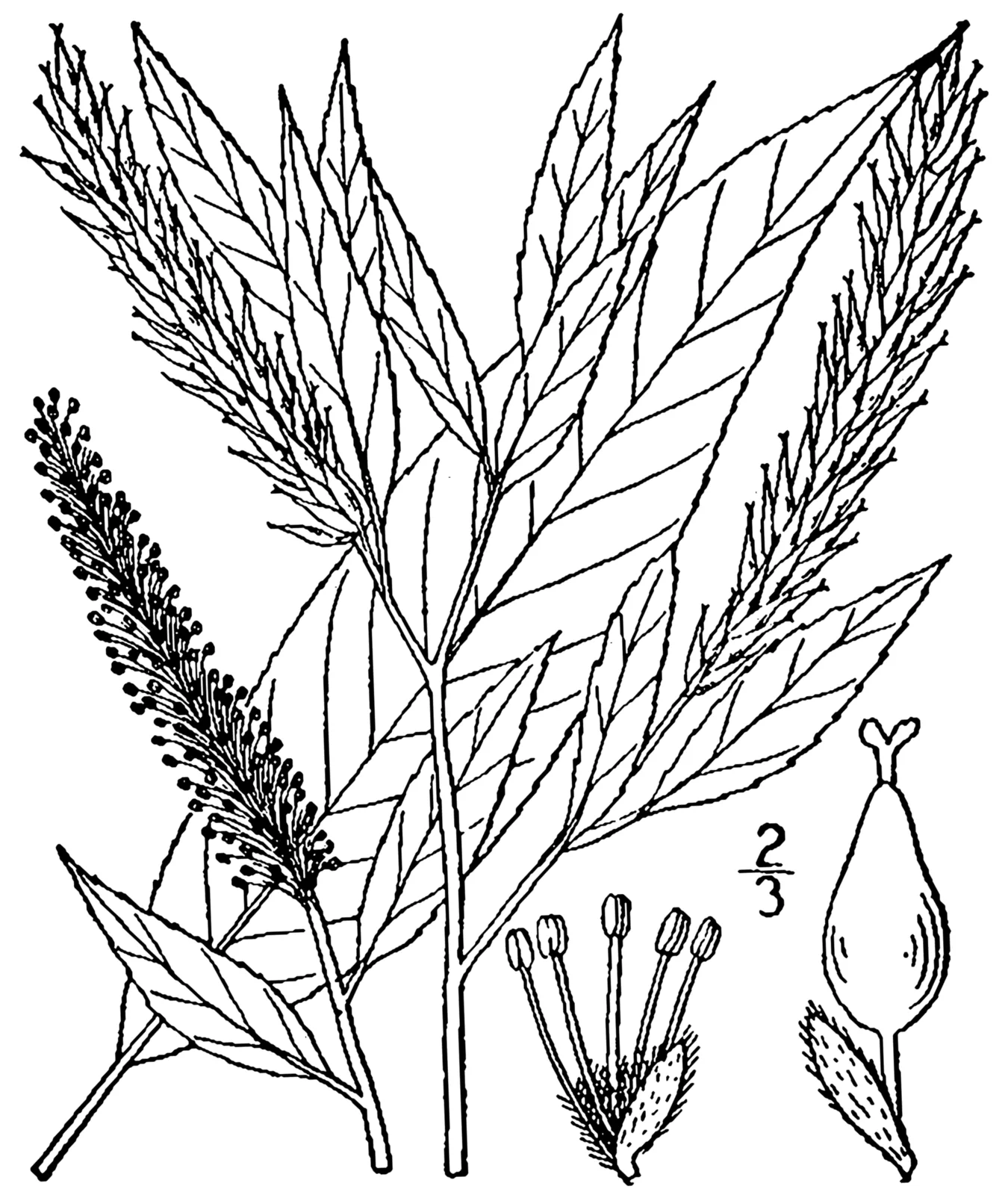 Peachleaf Willow (Salix amygdaloides)