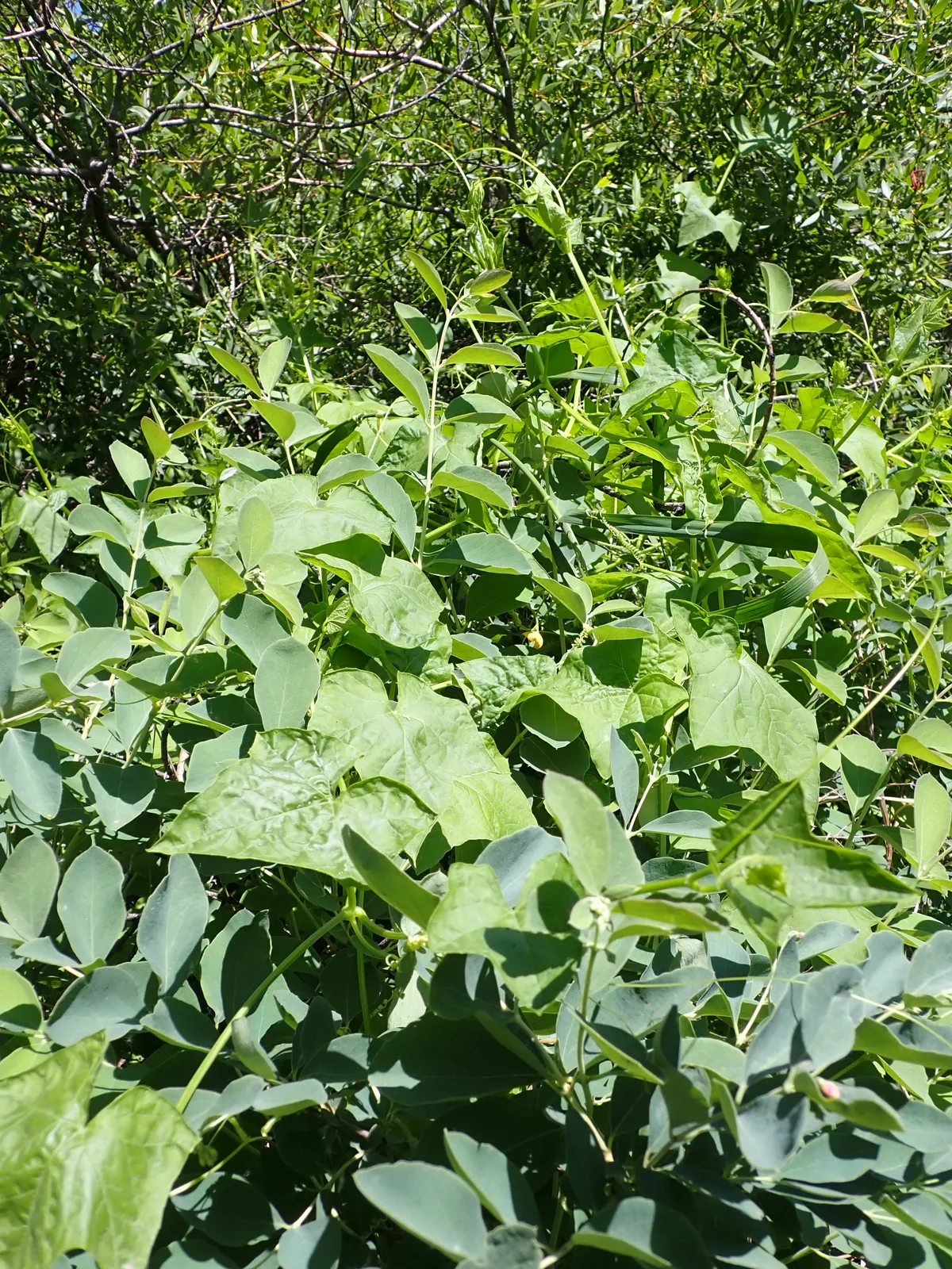 Bebb Willow (Salix bebbiana)