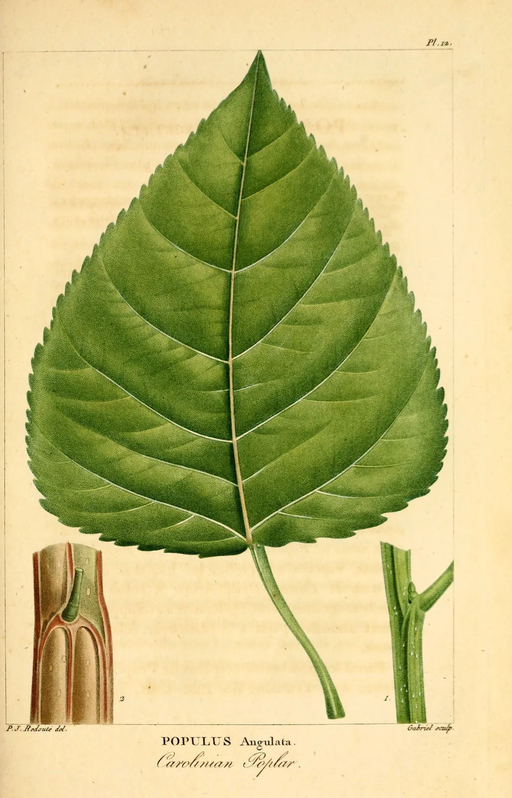 Eastern Cottonwood