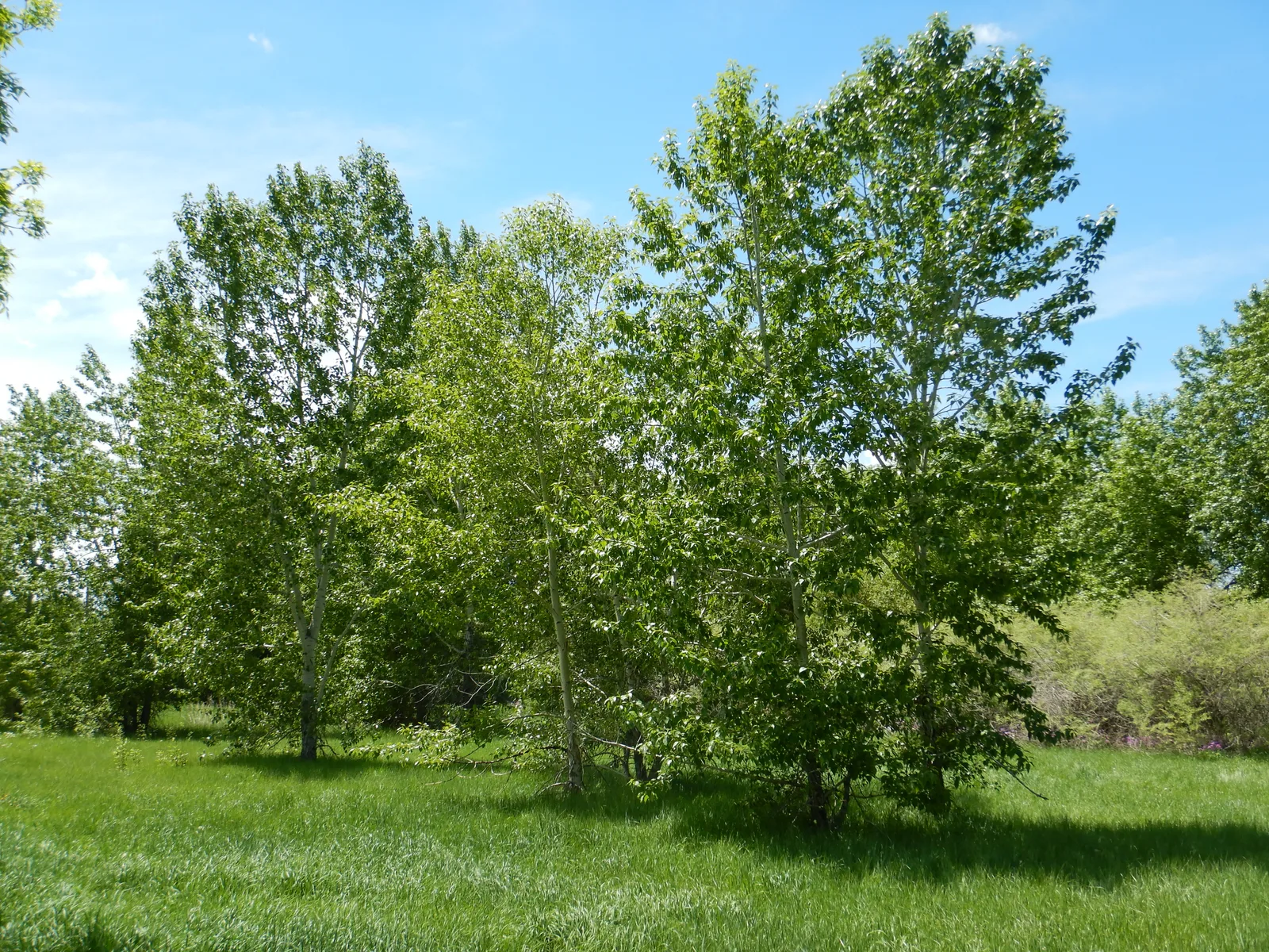 Balsam Poplar