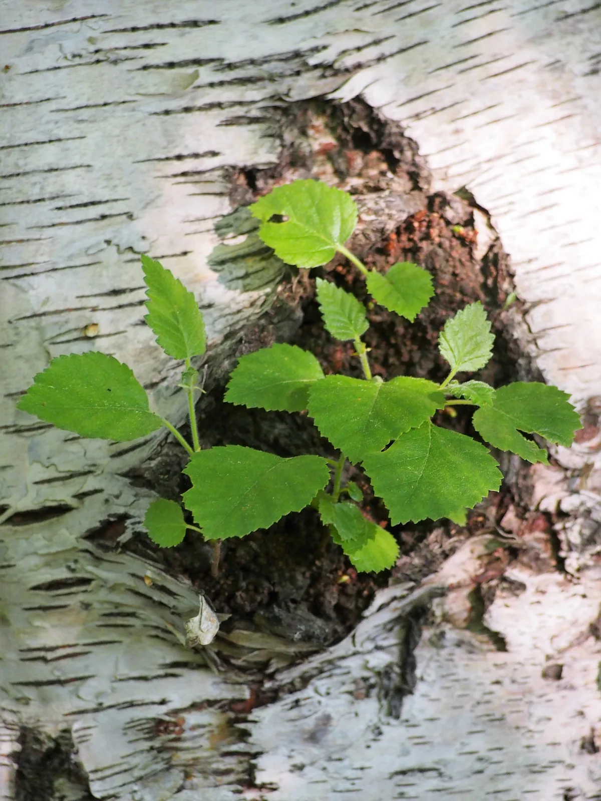 Gray Birch