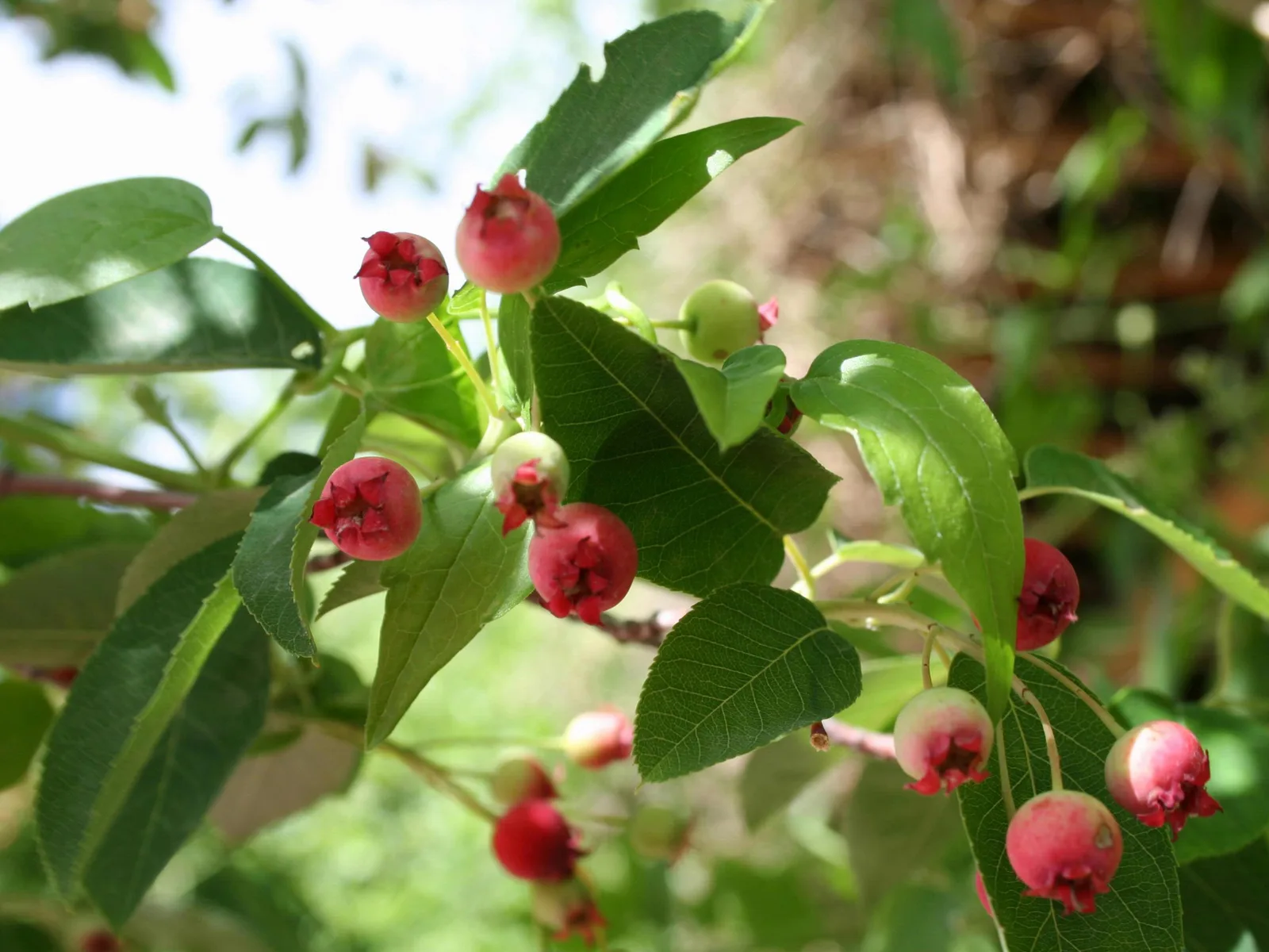 Allegheny Serviceberry (Amelanchier laevis)