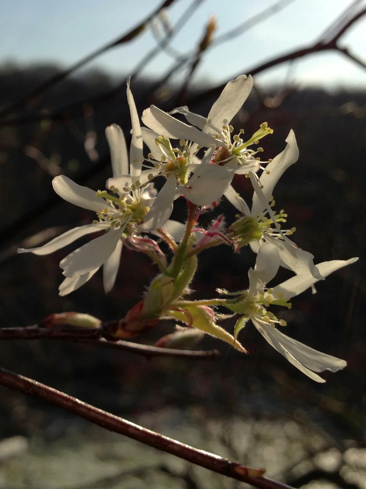 Downy Serviceberry (Amelanchier arborea)