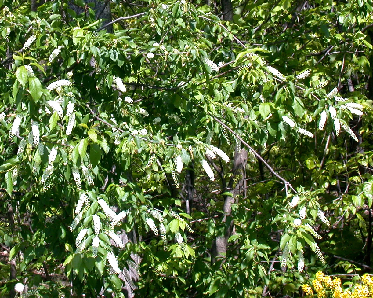 Chokecherry (Prunus virginiana)
