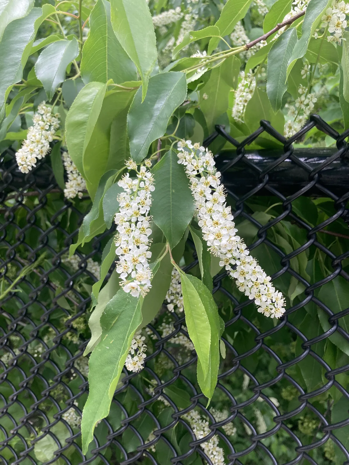 Black Cherry (Prunus serotina)