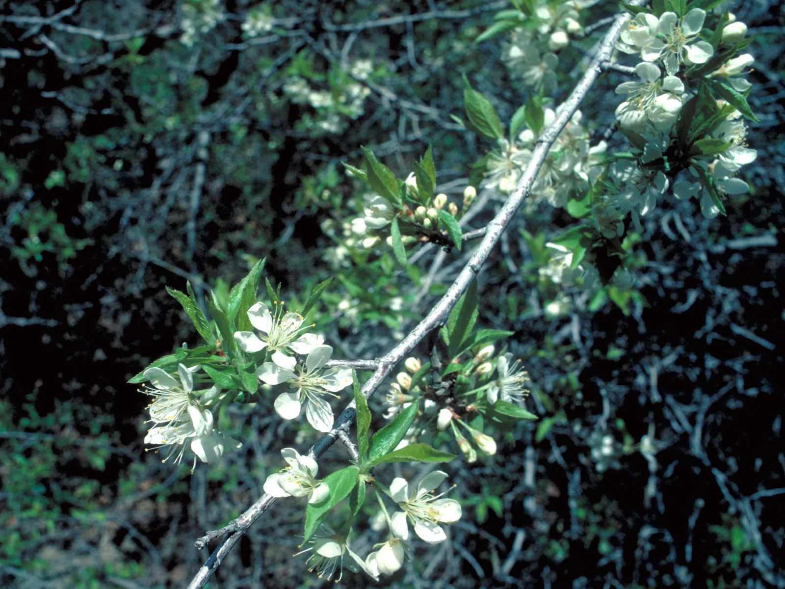 Pin Cherry (Prunus pensylvanica)