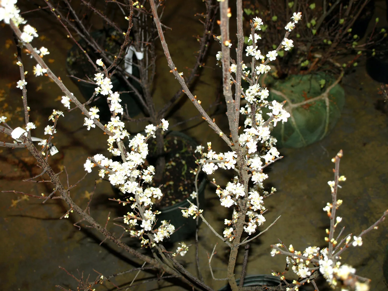 Beach Plum (Prunus maritima)