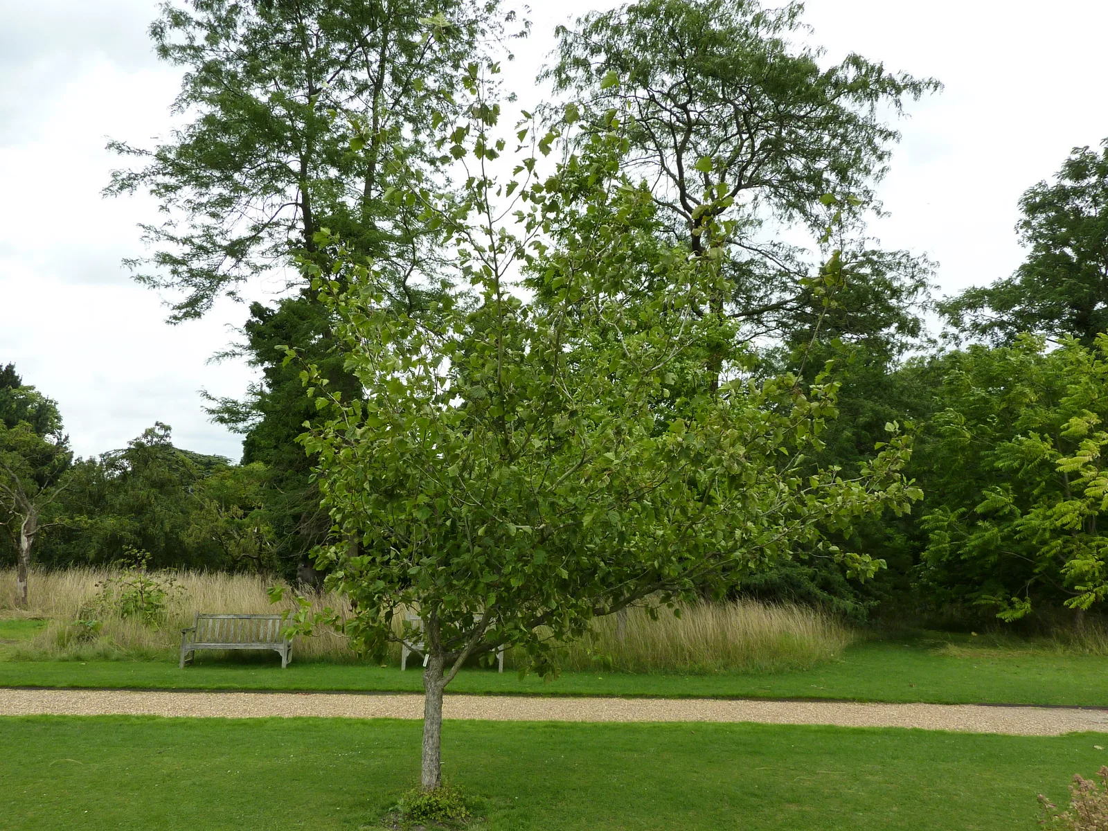 Hawthorn (Crataegus mollis)
