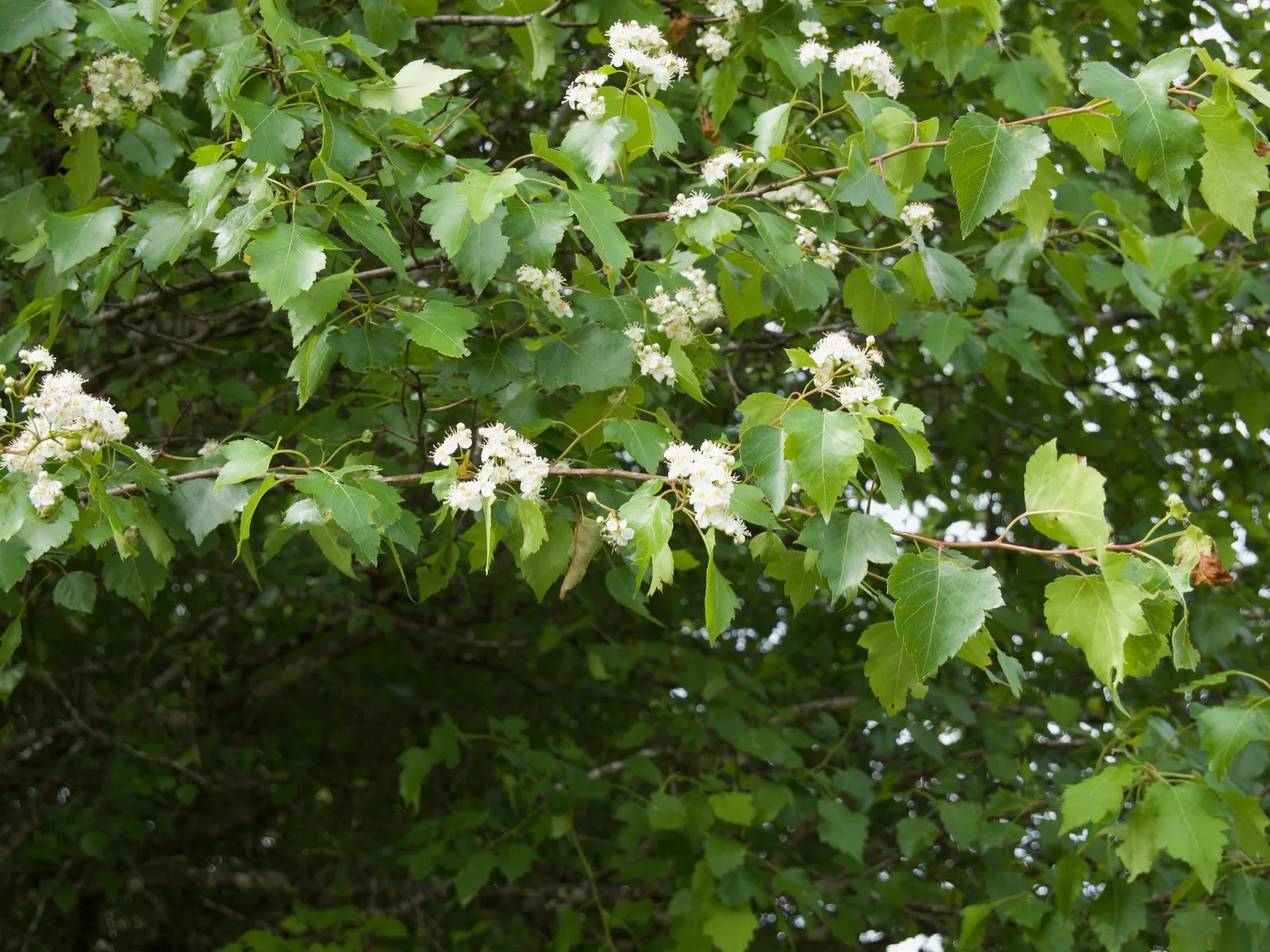 Washington Hawthorn (Crataegus phaenopyrum)
