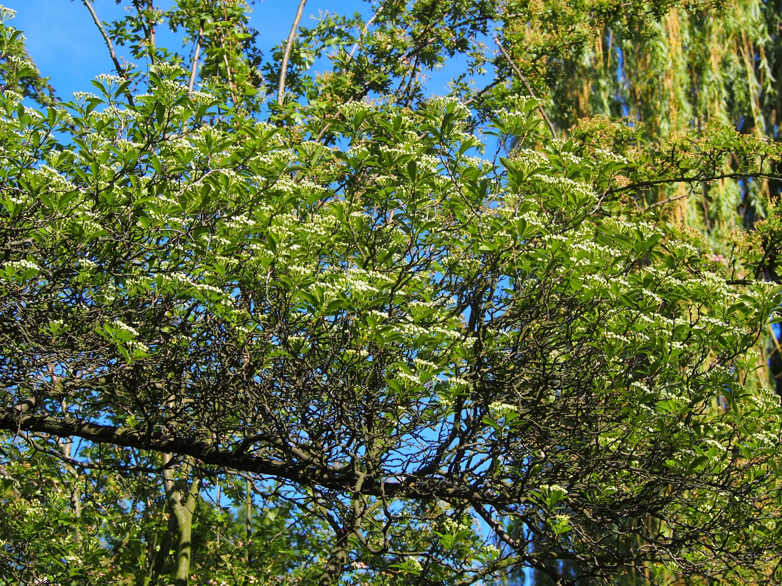 Cockspur Hawthorn (Crataegus crus-galli)
