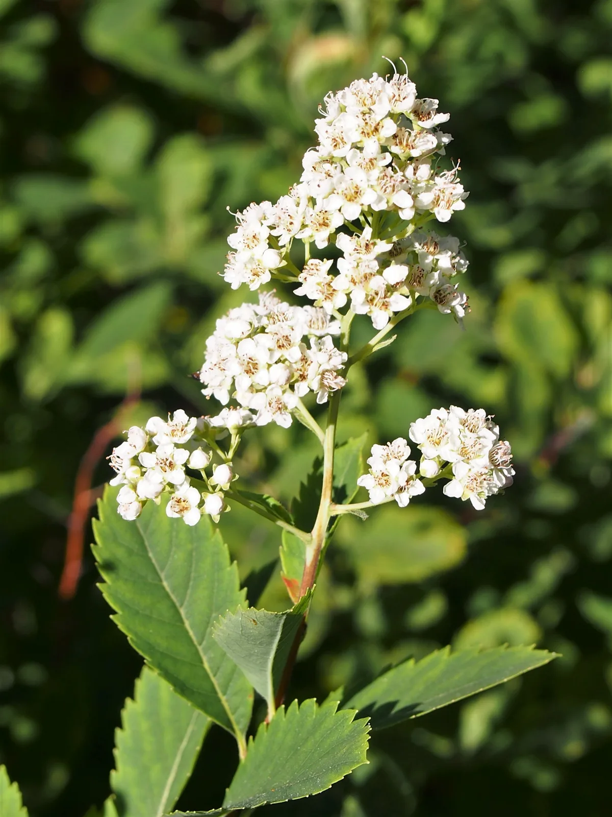Meadowsweet (Spiraea alba)