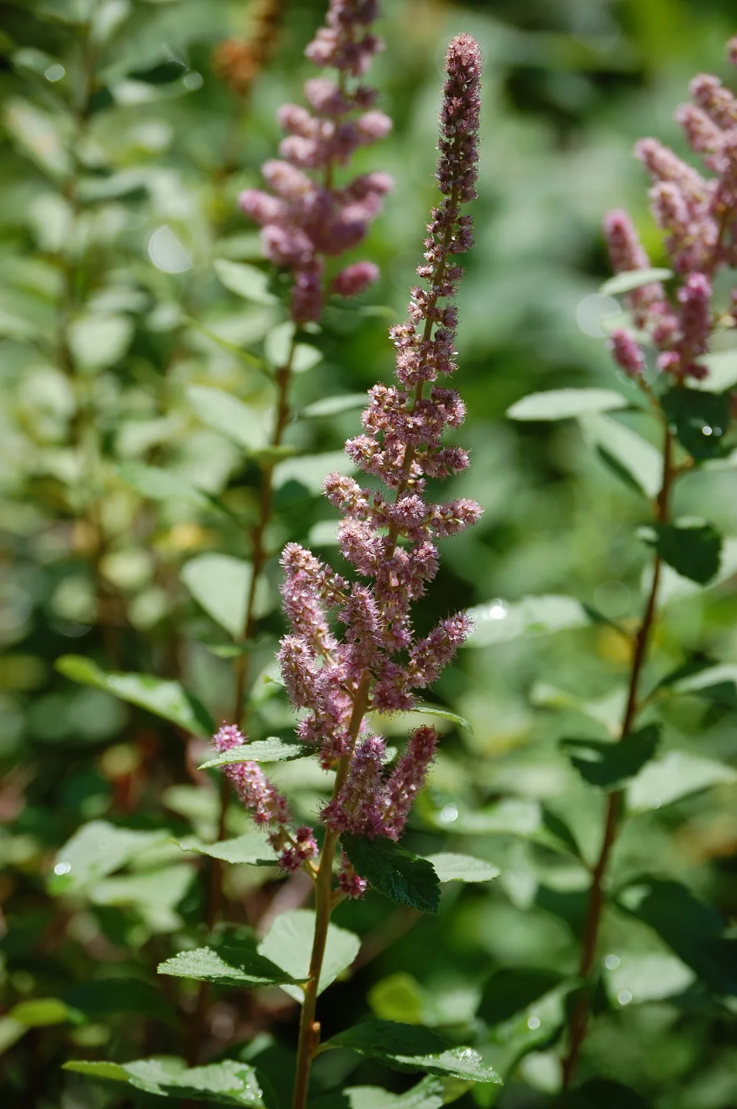 Steeplebush (Spiraea tomentosa)