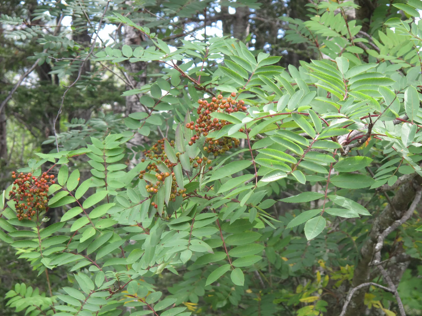 Mountain Ash (Sorbus americana)
