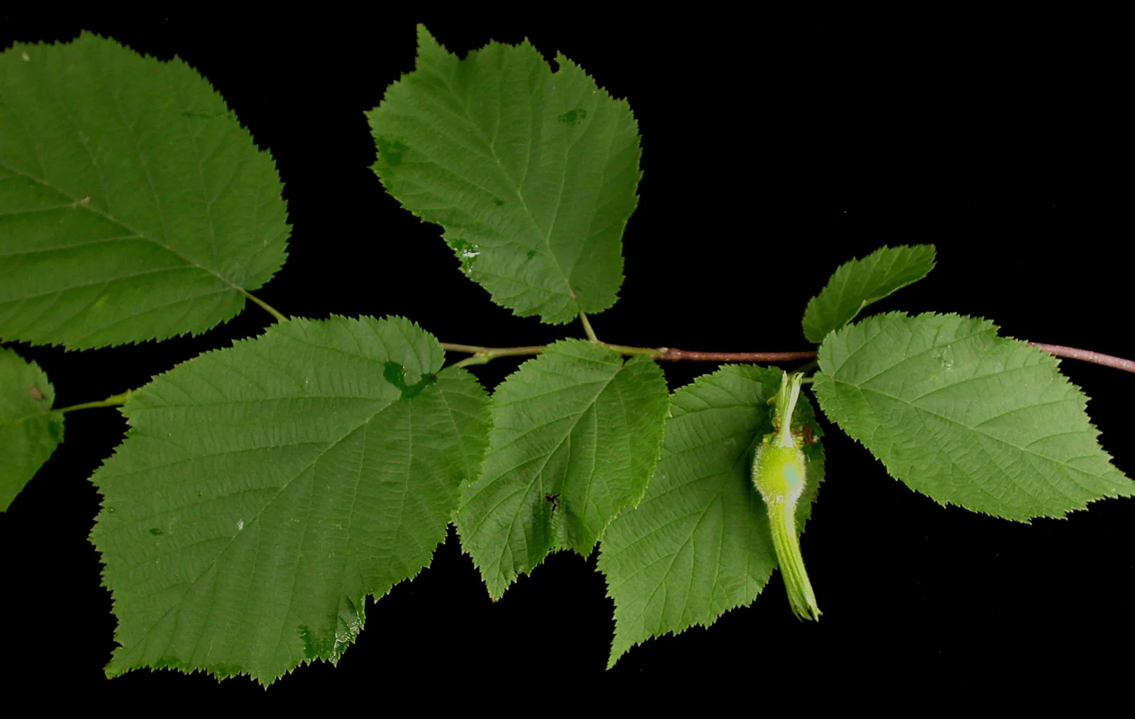 Beaked Hazelnut