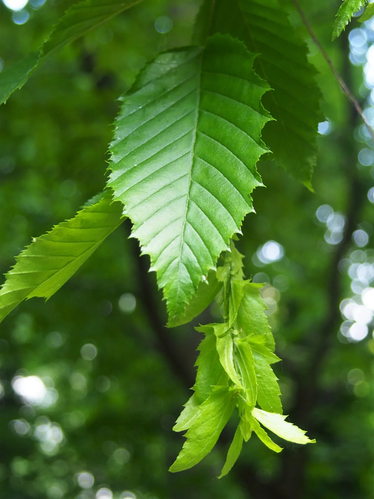American Hornbeam (Carpinus caroliniana)