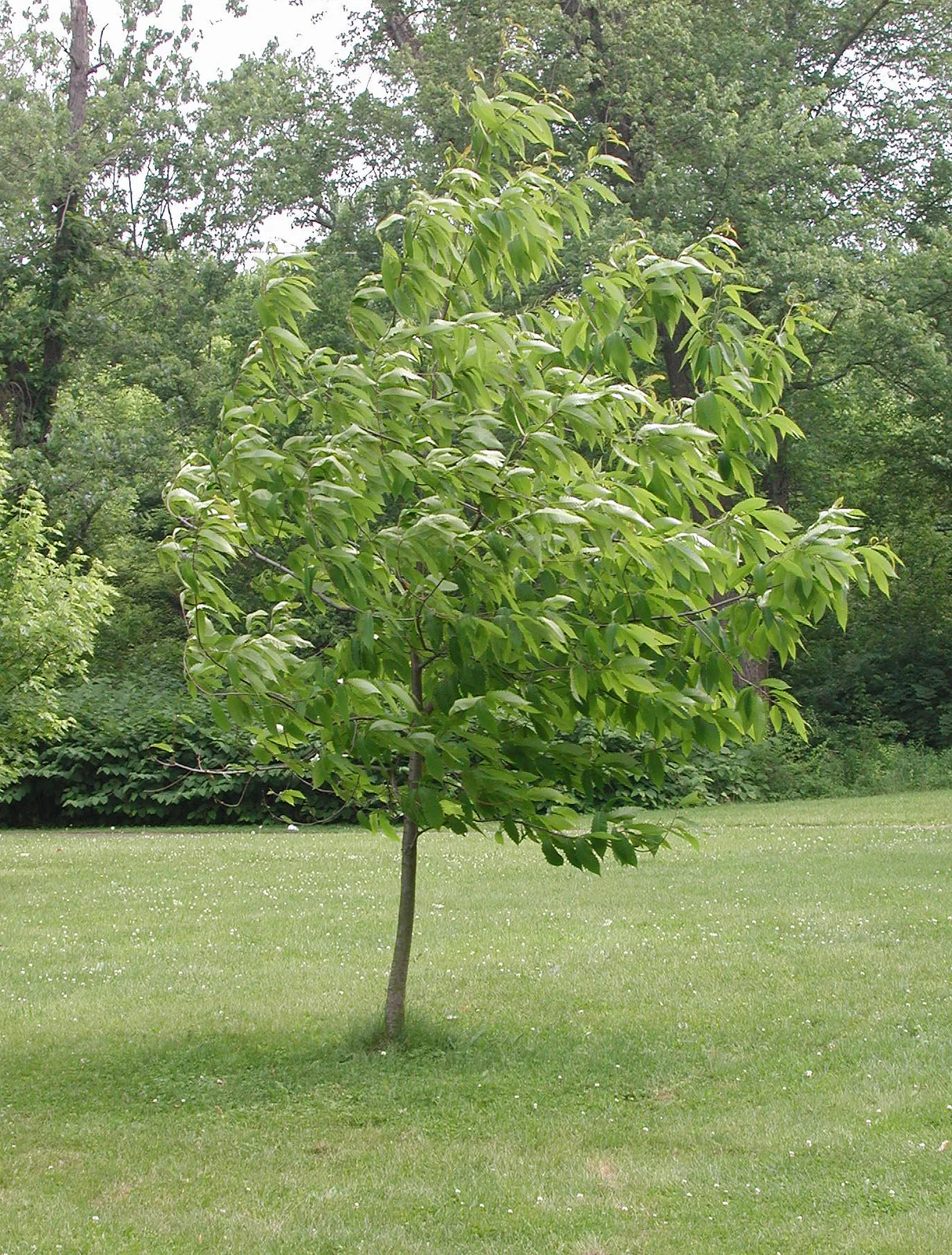 American Chestnut