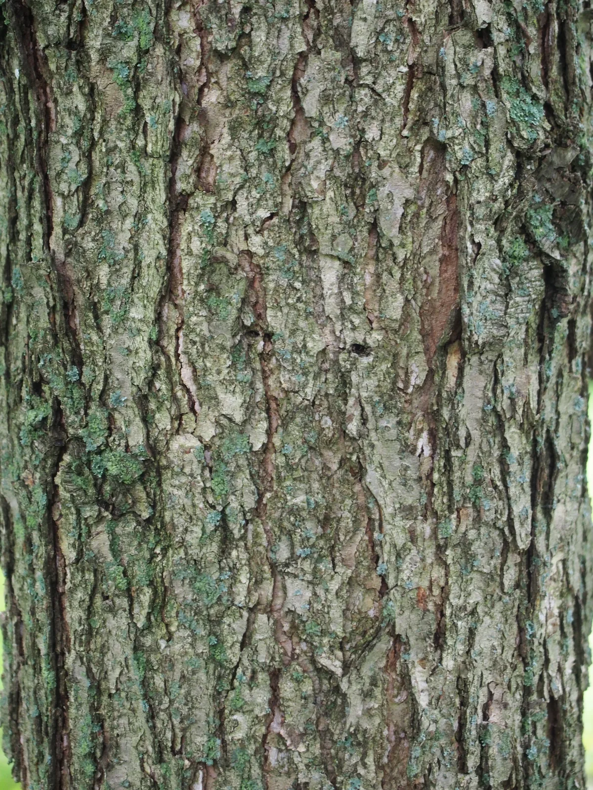 Chinkapin Oak (Quercus muehlenbergii)