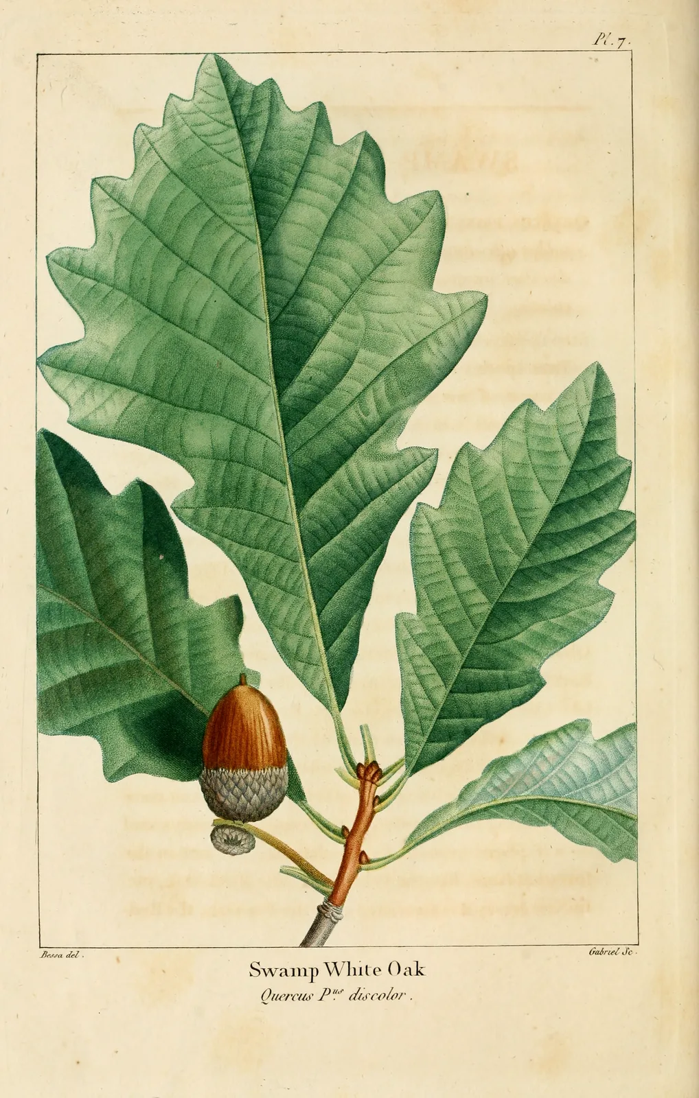 Swamp White Oak (Quercus bicolor)