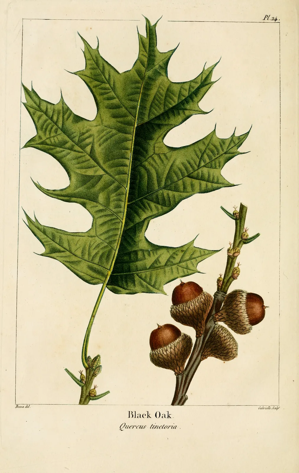 Black Oak (Quercus velutina)
