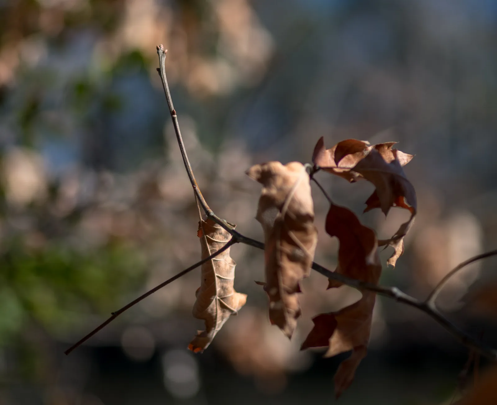 Southern Red Oak