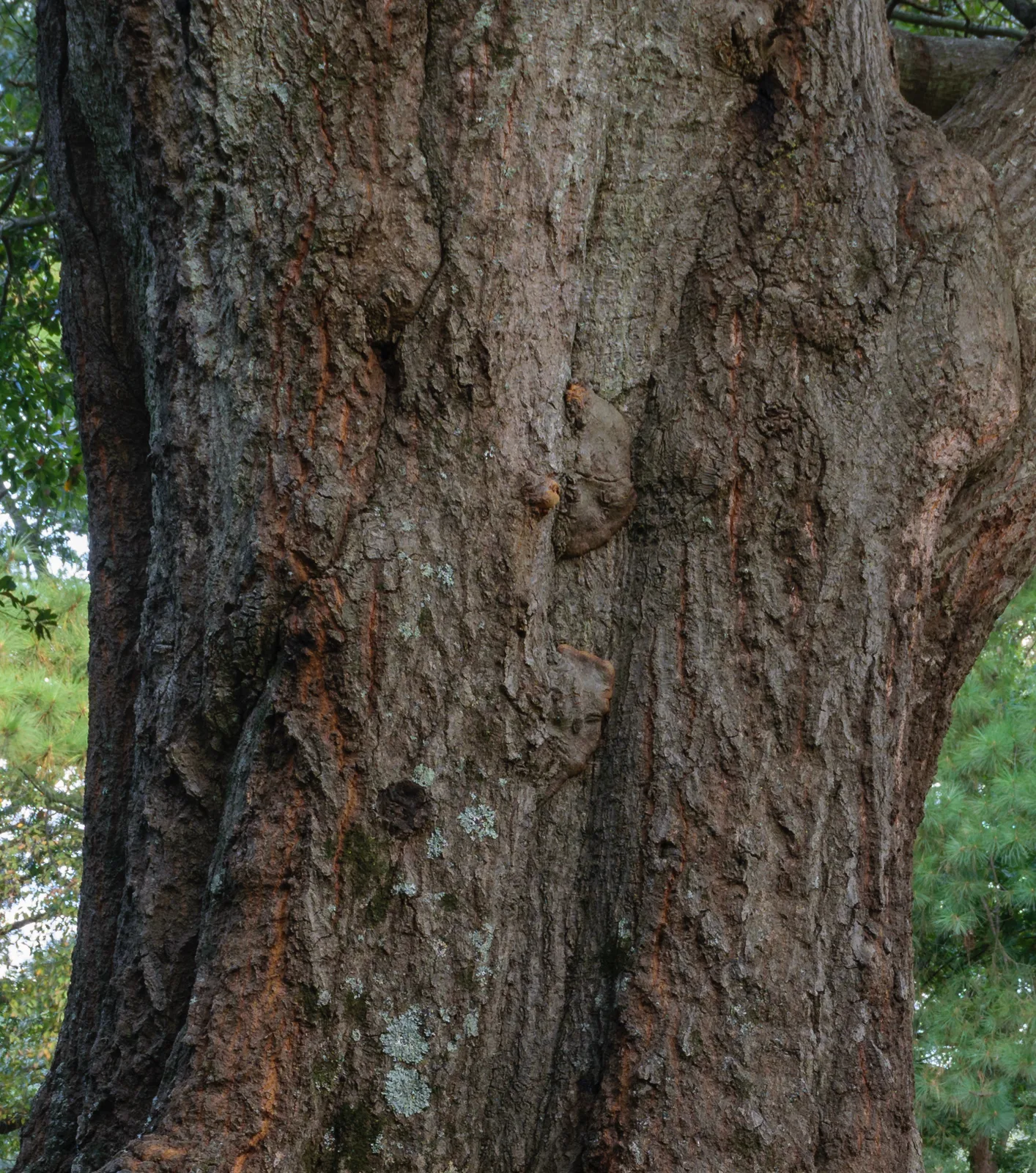 Water Oak (Quercus nigra)