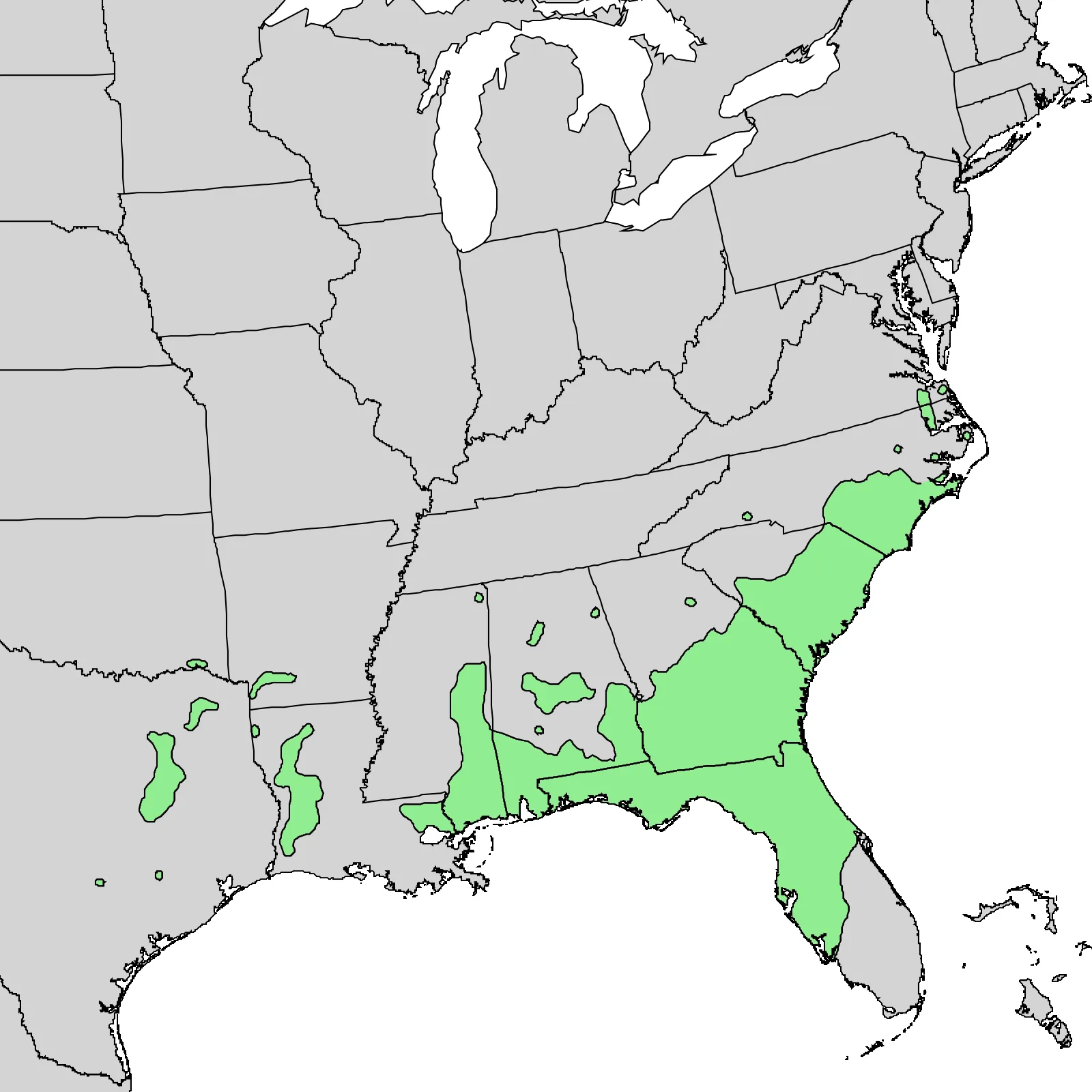 Bluejack Oak (Quercus incana)