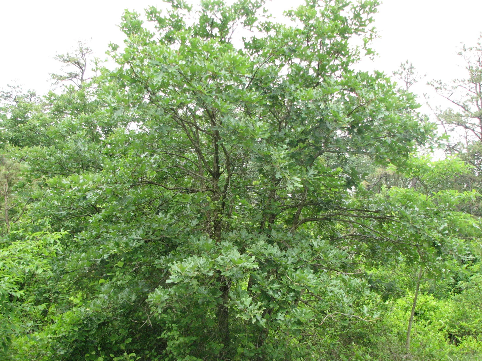 Post Oak (Quercus stellata)