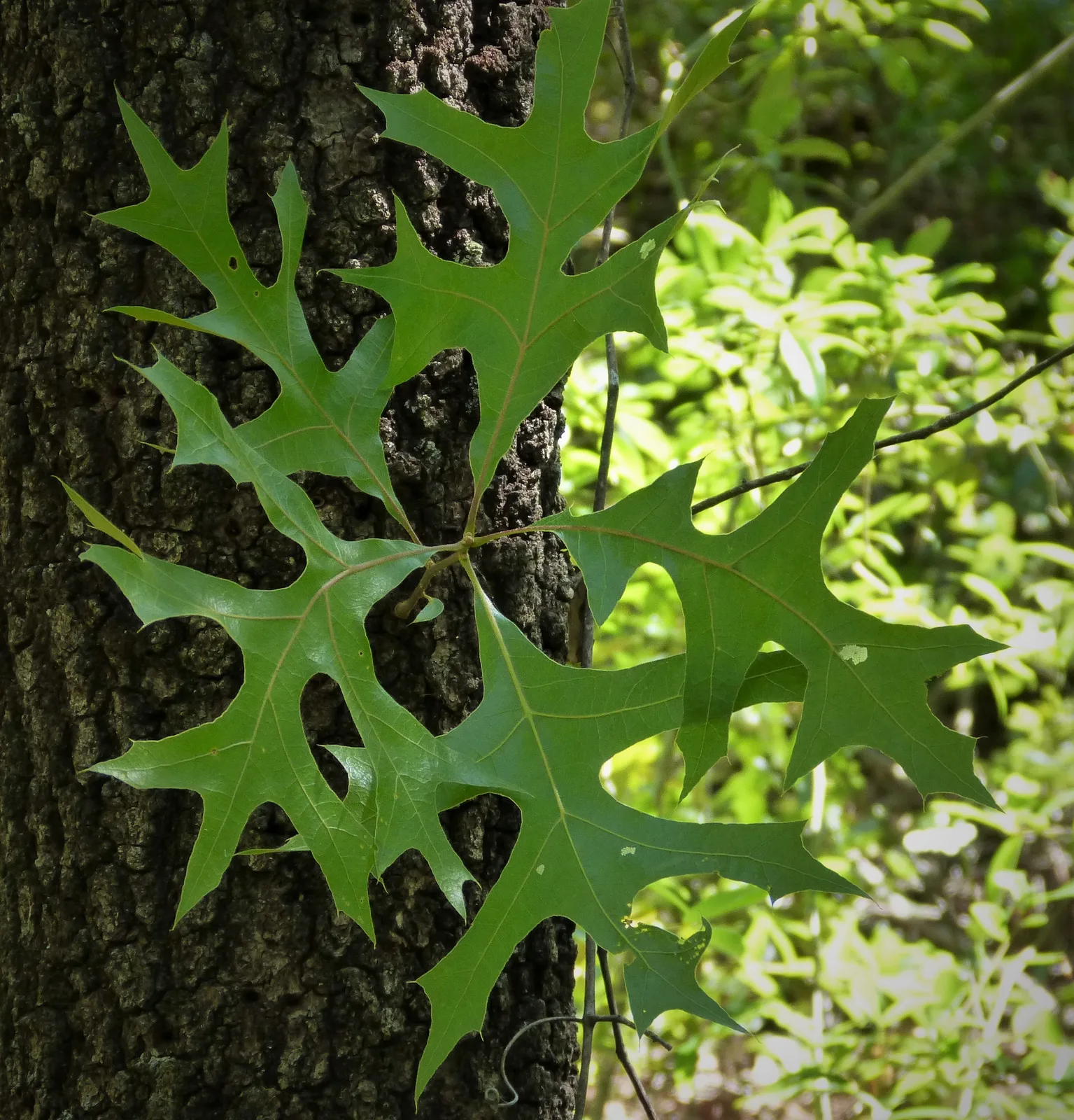 Turkey Oak