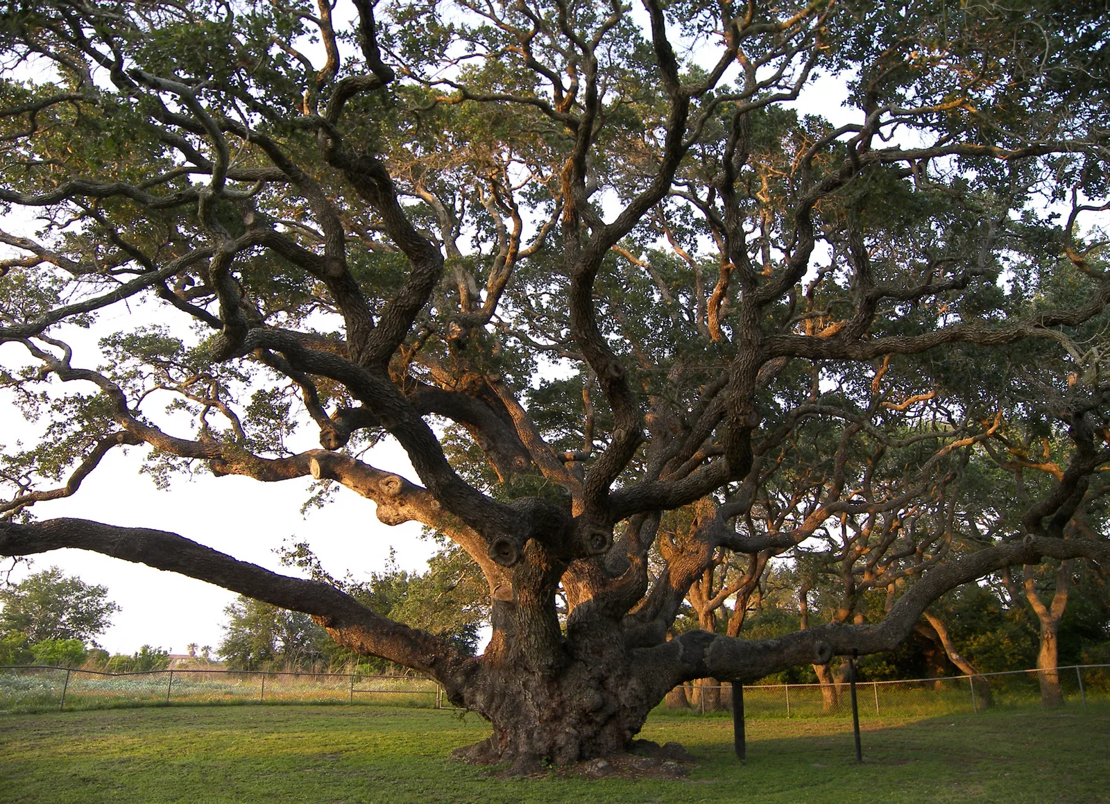 Live Oak (Quercus virginiana)