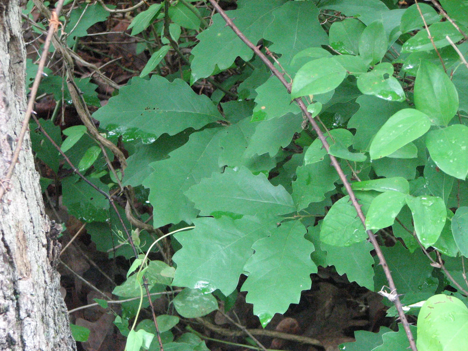 Dwarf Chinkapin Oak (Quercus prinoides)