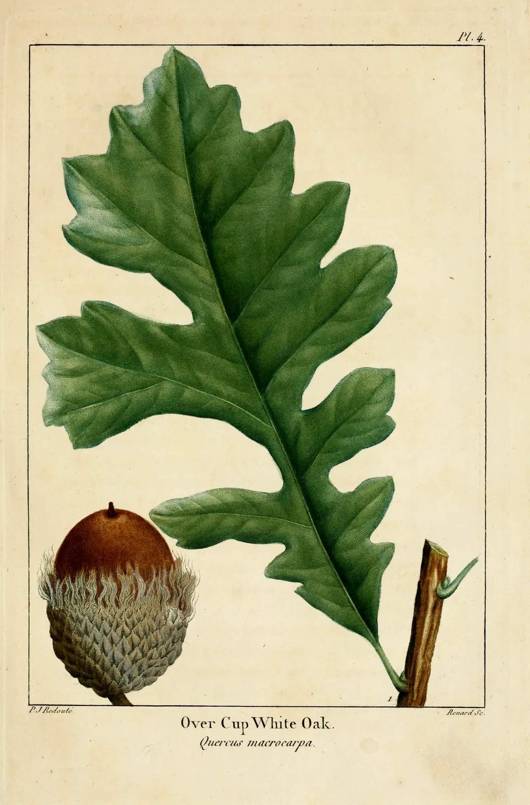 Bur Oak (Quercus macrocarpa)