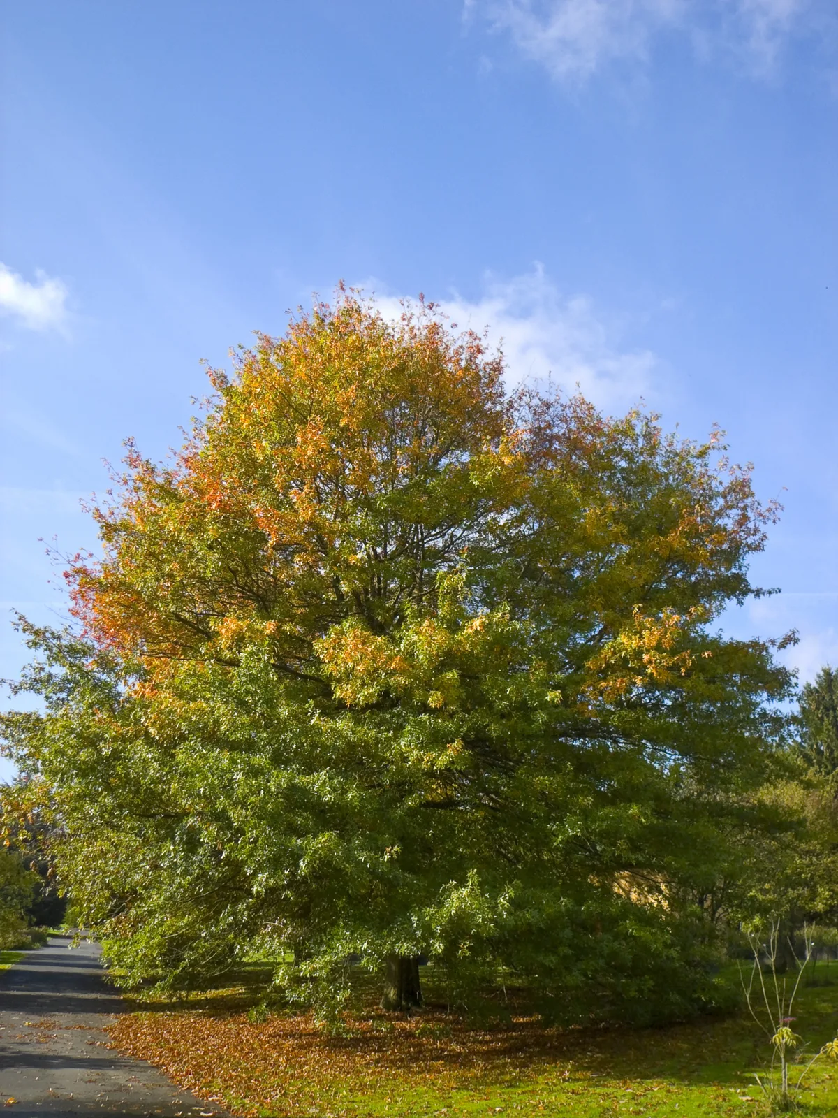 Pin Oak (Quercus palustris)
