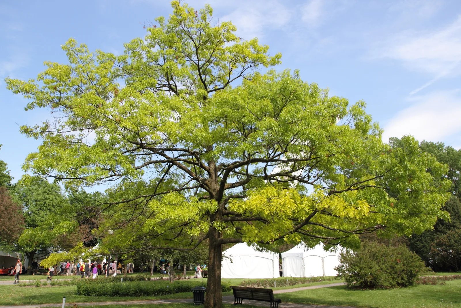 Scarlet Oak (Quercus coccinea)