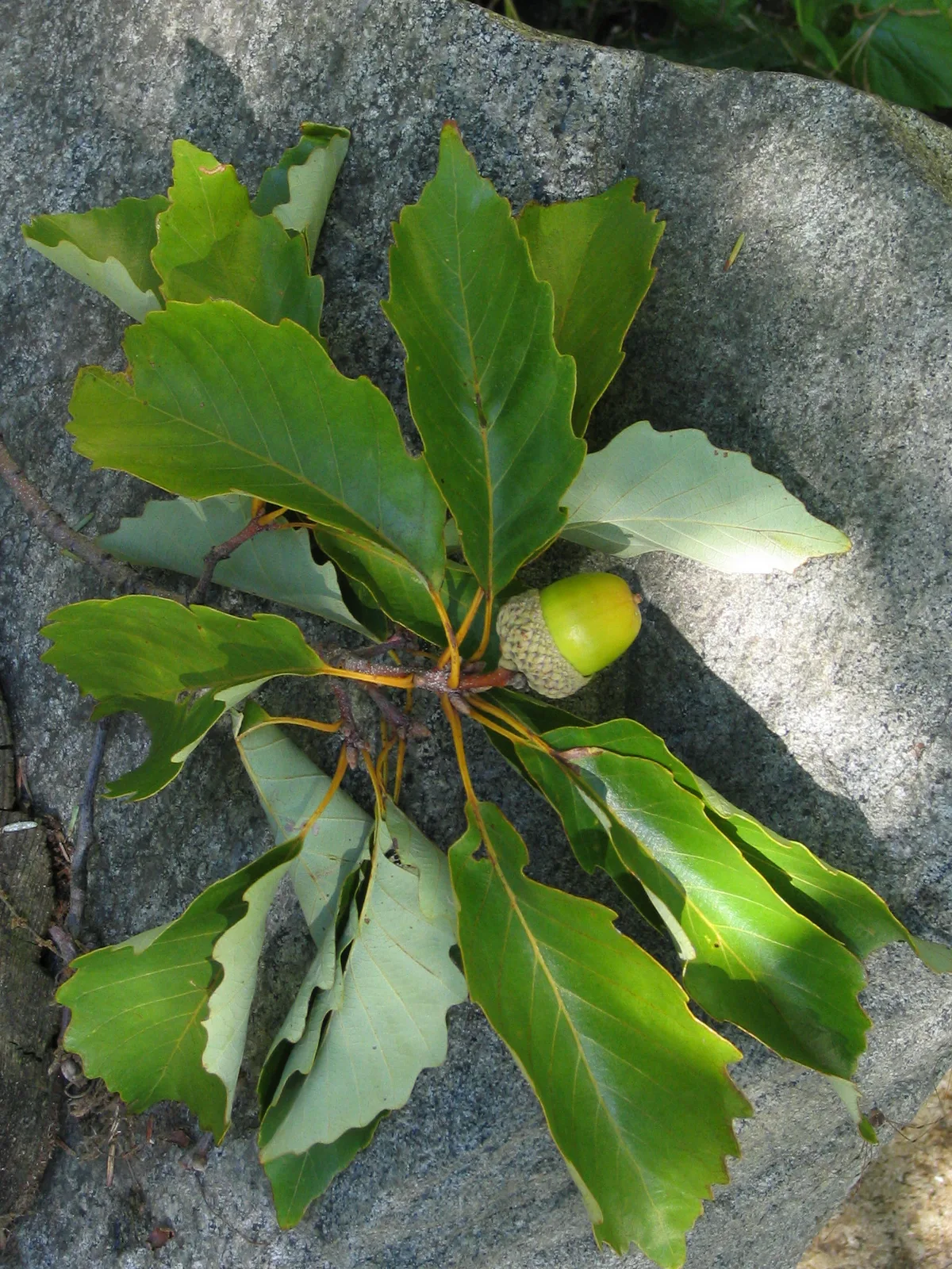 Chestnut Oak (Quercus montana)