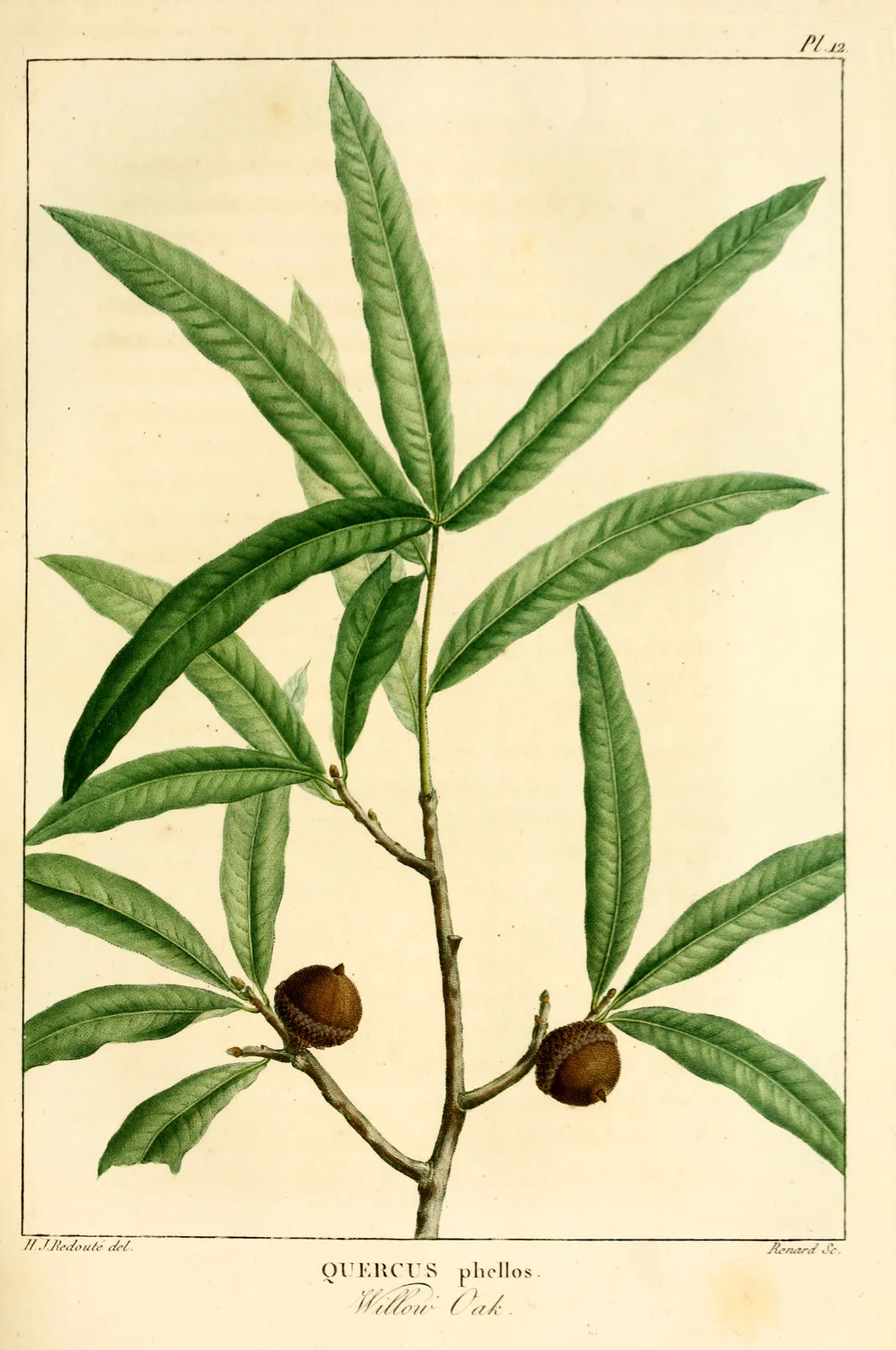 Willow Oak (Quercus phellos)