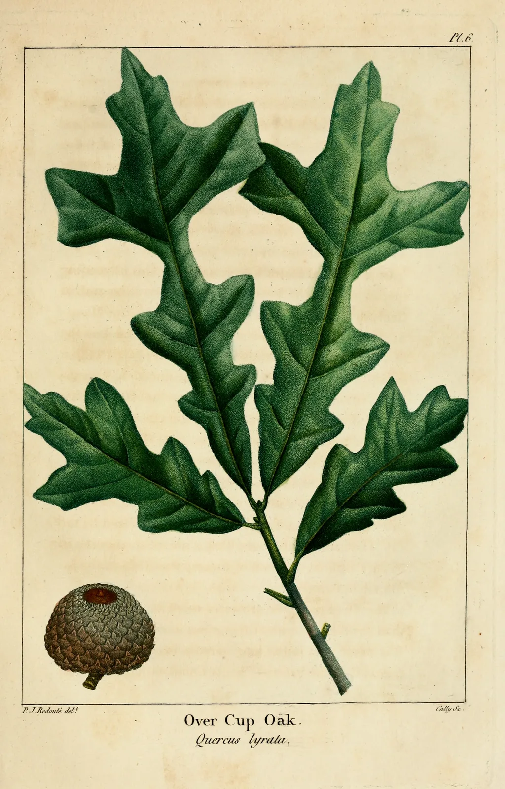 Overcup Oak (Quercus lyrata)